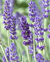 ceai de levantica (lavanda)